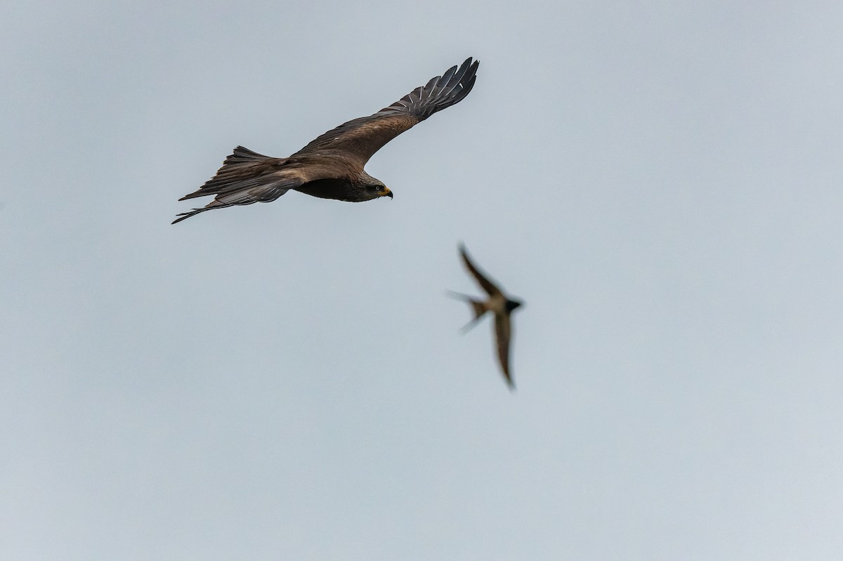 Black Kite - ML618630193