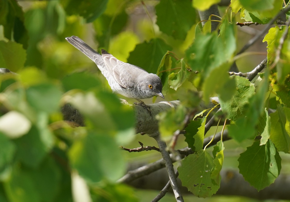 Barred Warbler - Michał Baran