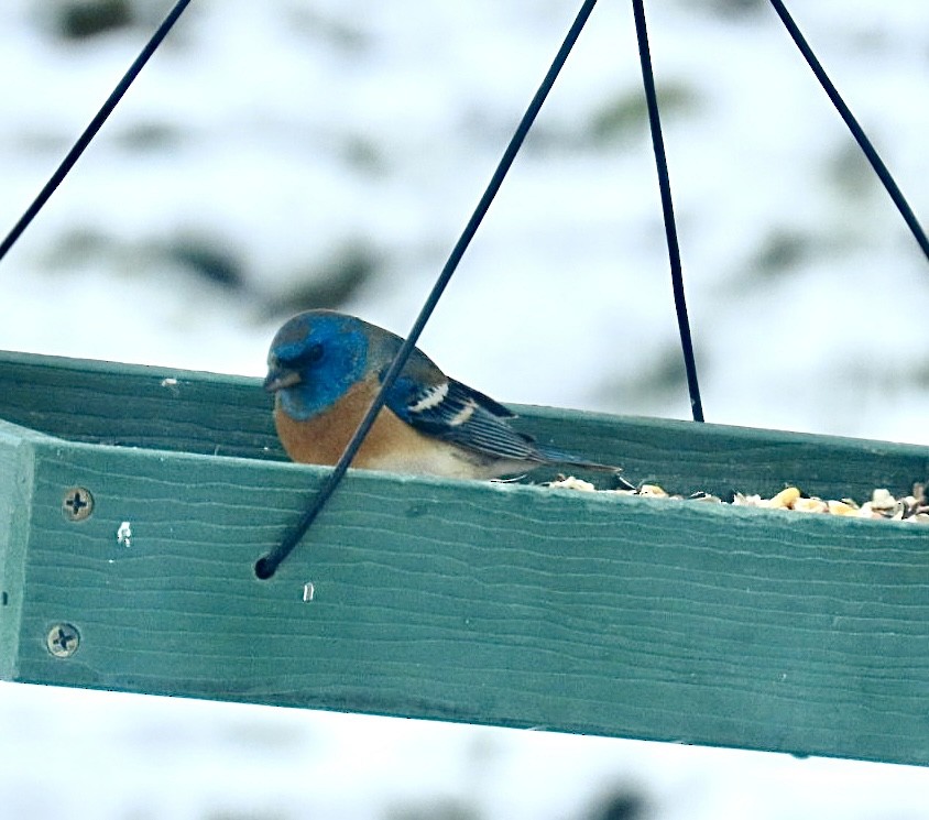 Lazuli Bunting - Brian Iverson