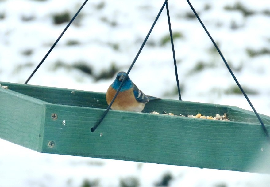 Lazuli Bunting - ML618630213