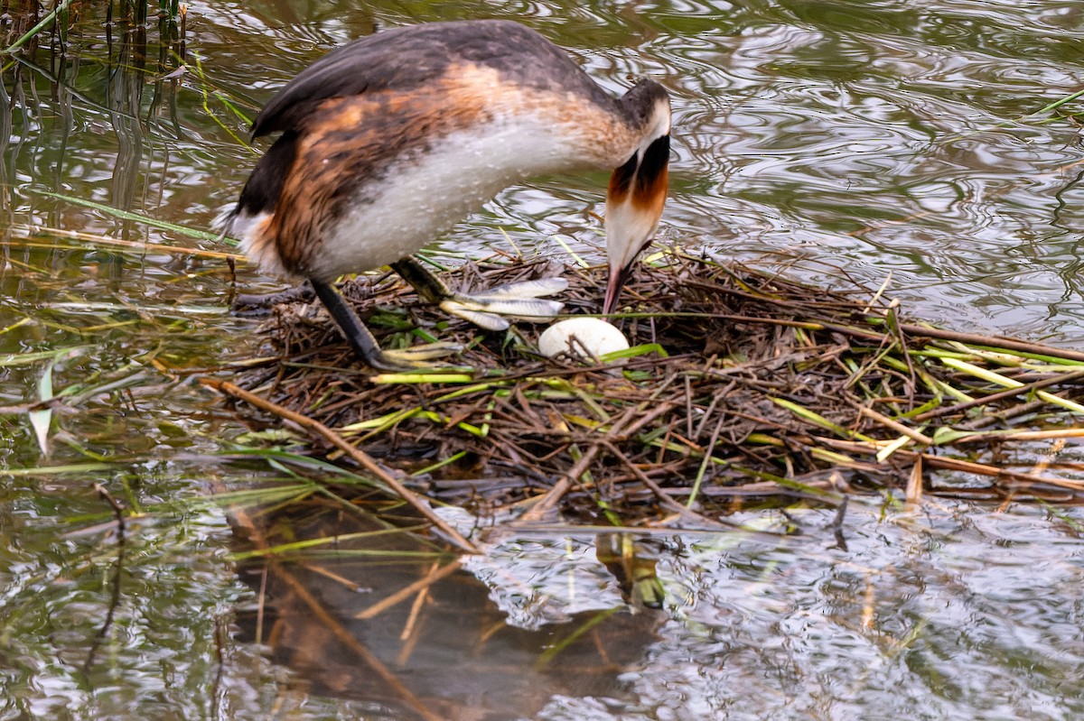 Great Crested Grebe - ML618630235