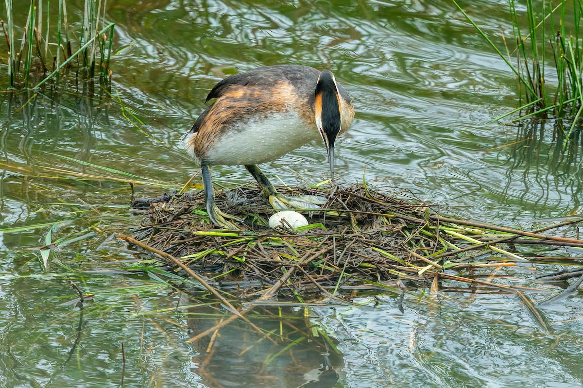 Great Crested Grebe - ML618630238