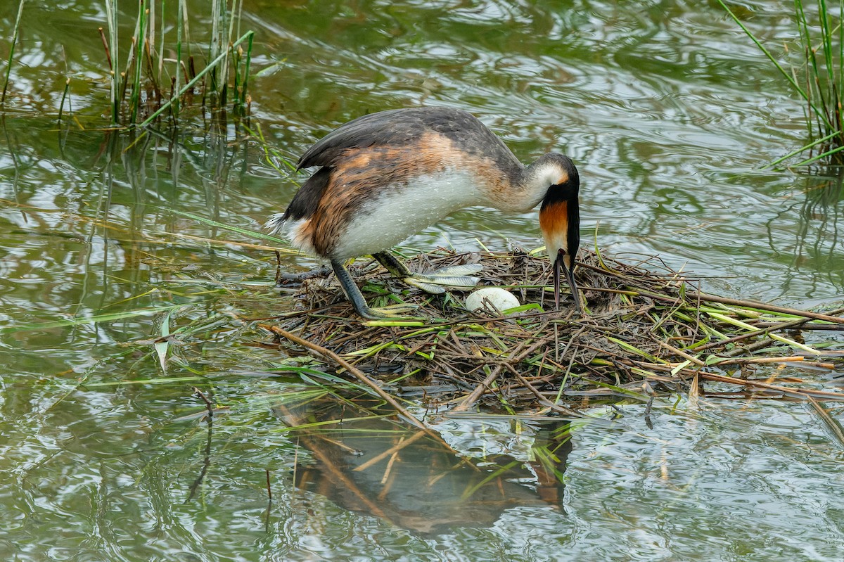 Great Crested Grebe - ML618630239