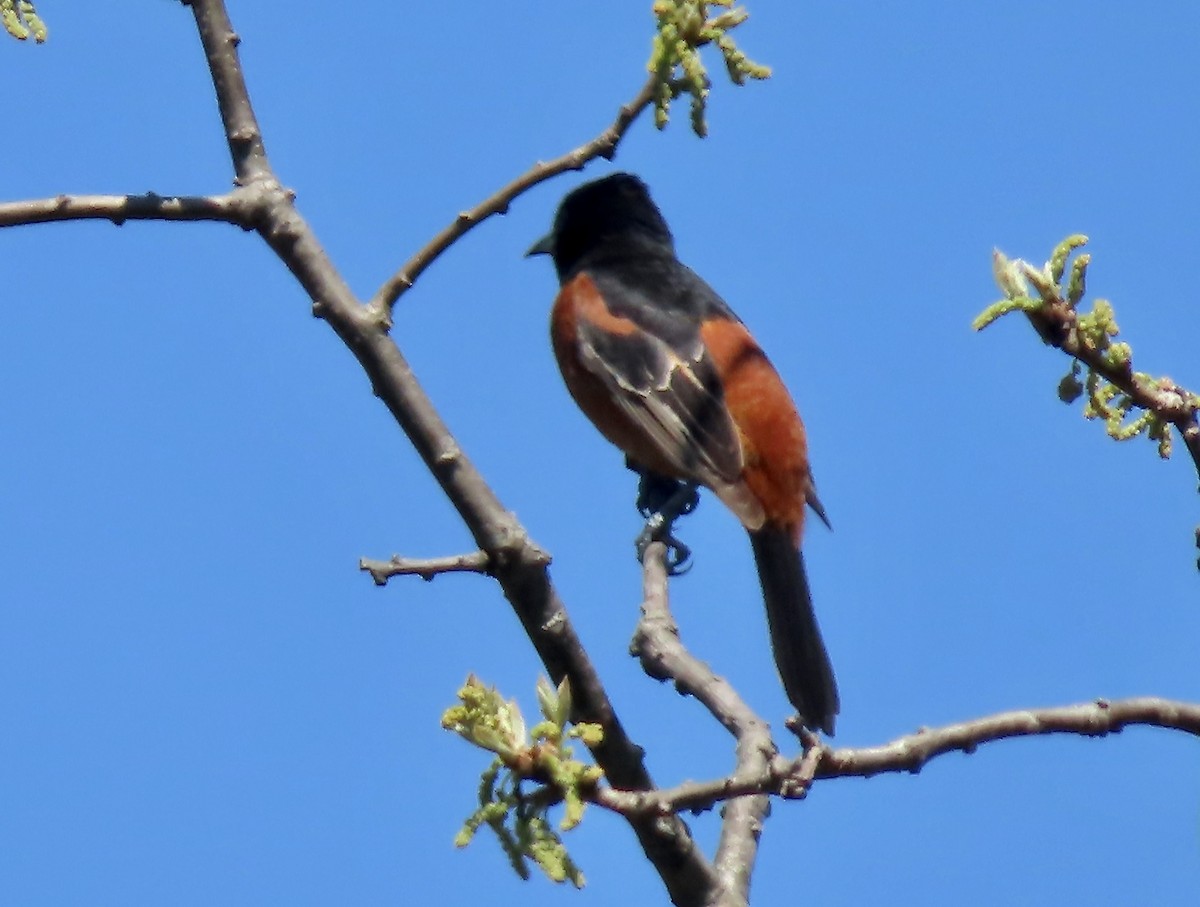 Orchard Oriole - Marjorie Watson