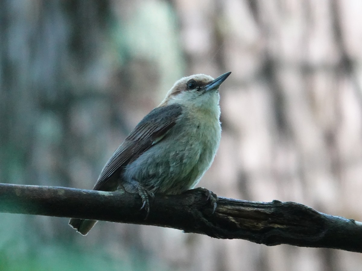 Brown-headed Nuthatch - ML618630248