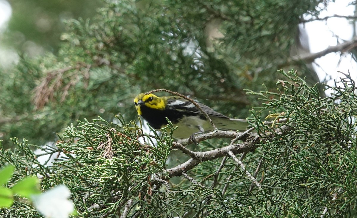 Black-throated Green Warbler - ML618630253