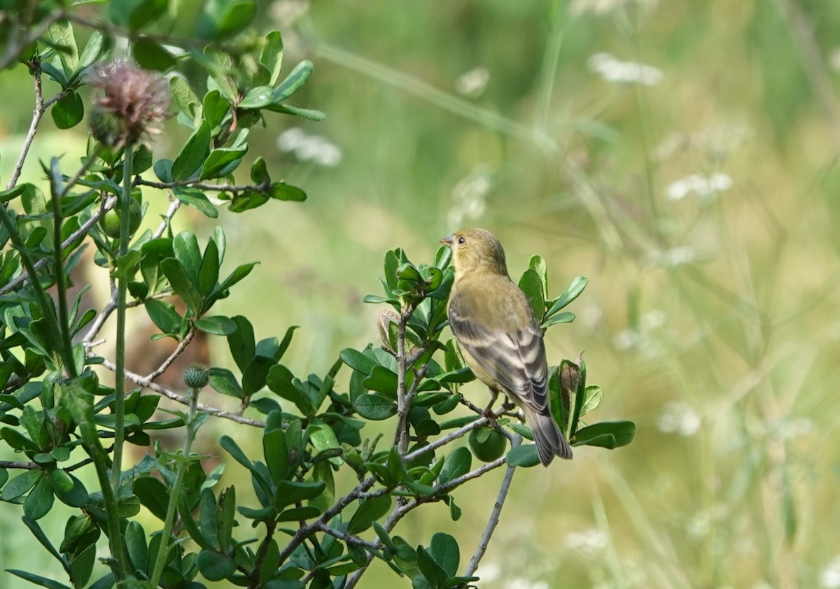 Lesser Goldfinch - ML618630259