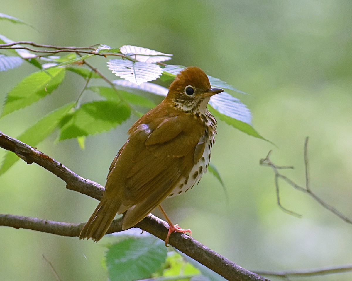 Wood Thrush - ML618630271