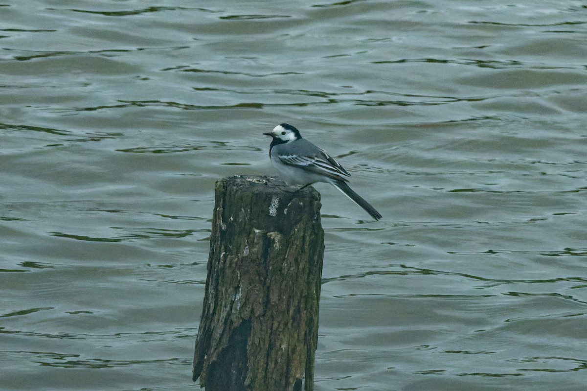 White Wagtail - ML618630282