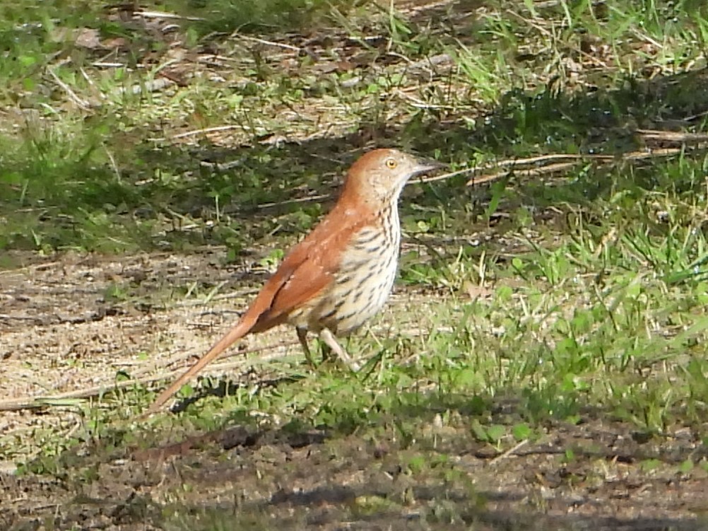 Brown Thrasher - ML618630307