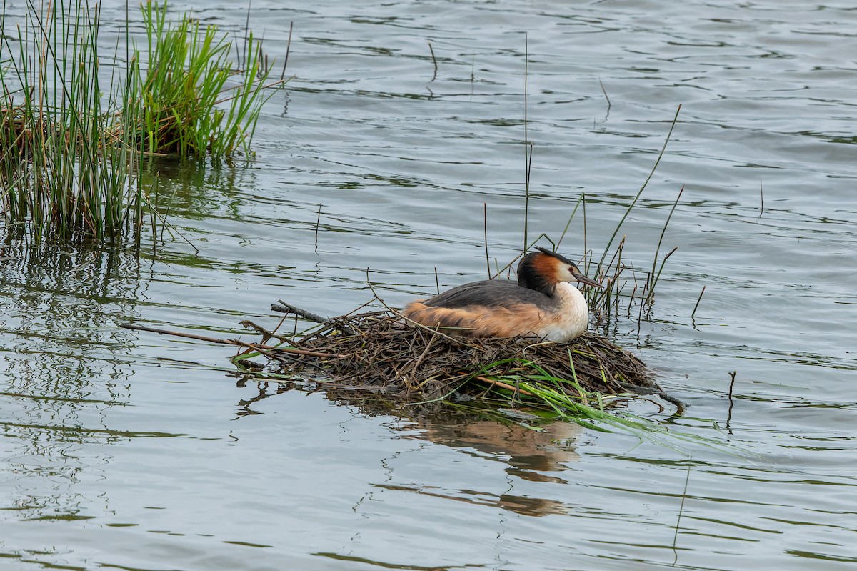 Great Crested Grebe - ML618630316