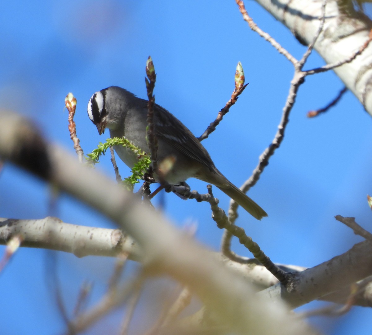 White-crowned Sparrow - ML618630322