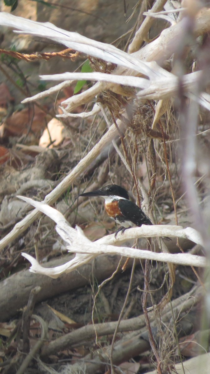 Green Kingfisher - Alex Loya