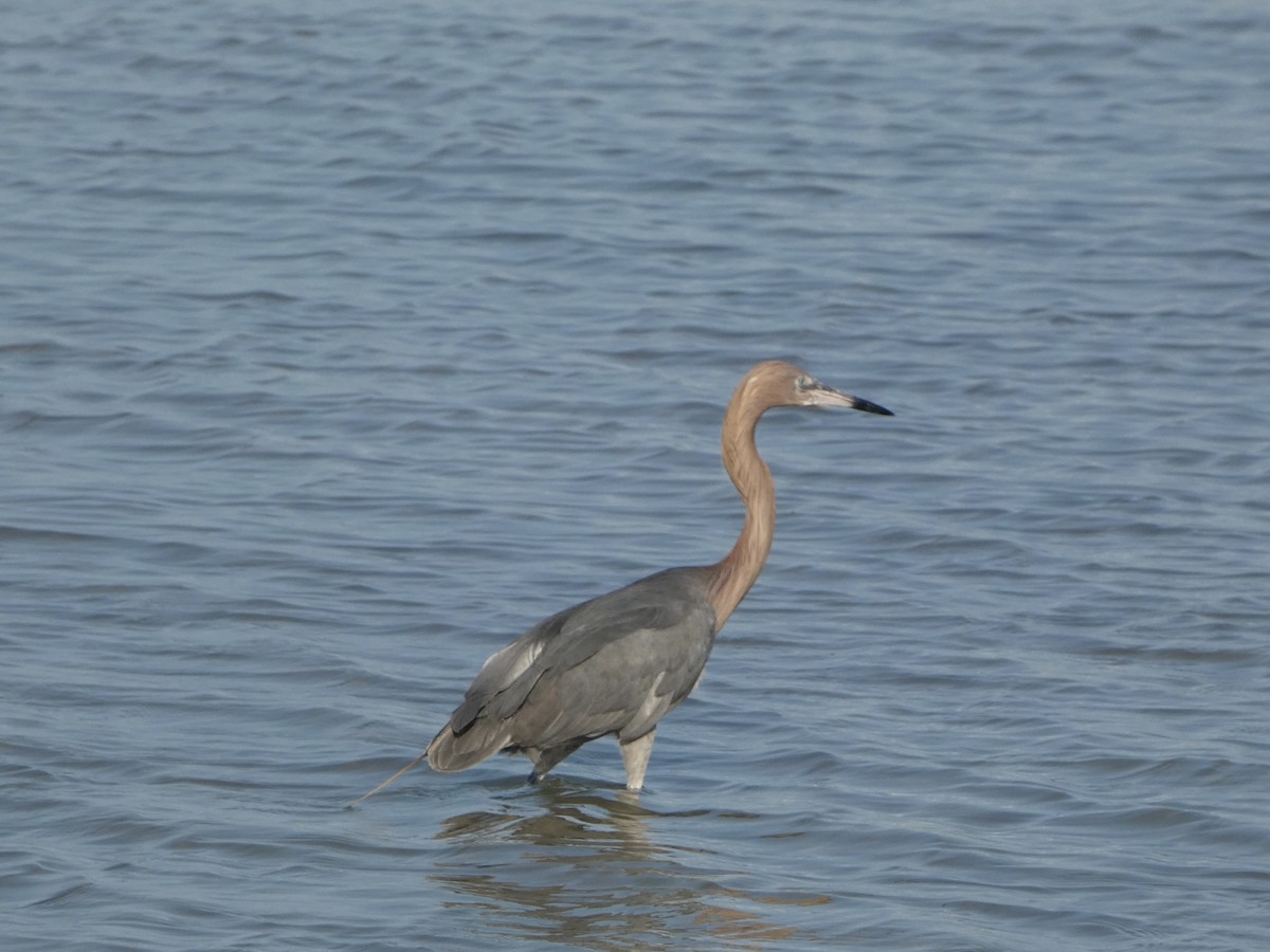 Reddish Egret - ML618630330