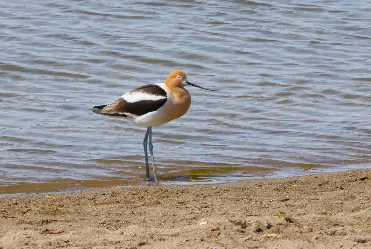 Avocette d'Amérique - ML618630331