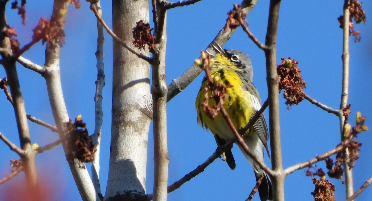 Magnolia Warbler - ML618630337