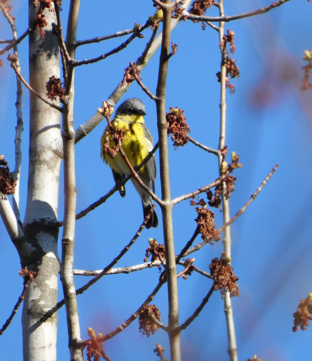 Magnolia Warbler - ML618630338