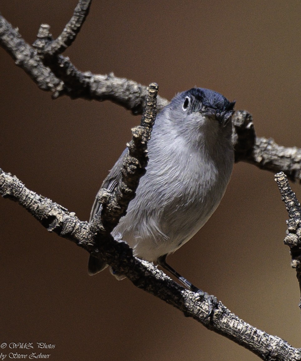 Blue-gray Gnatcatcher - Steve Zehner