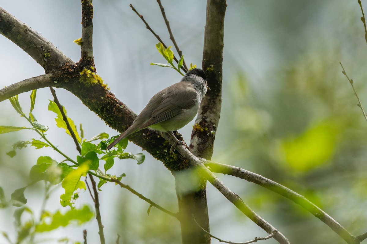 Eurasian Blackcap - ML618630401