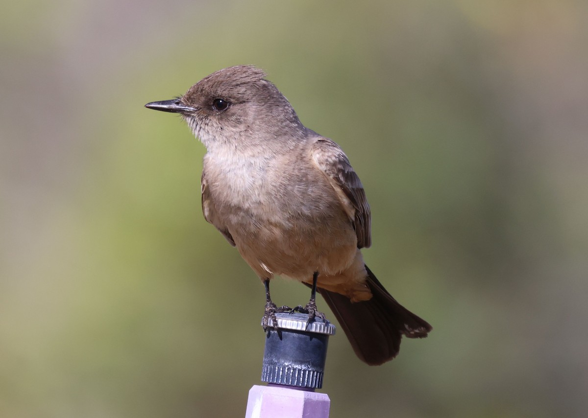 Say's Phoebe - ML618630414