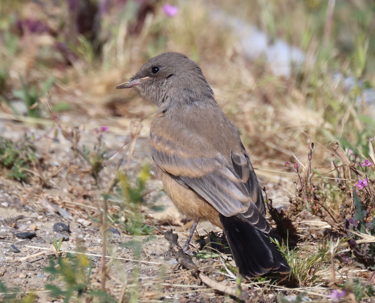 Say's Phoebe - ML618630415