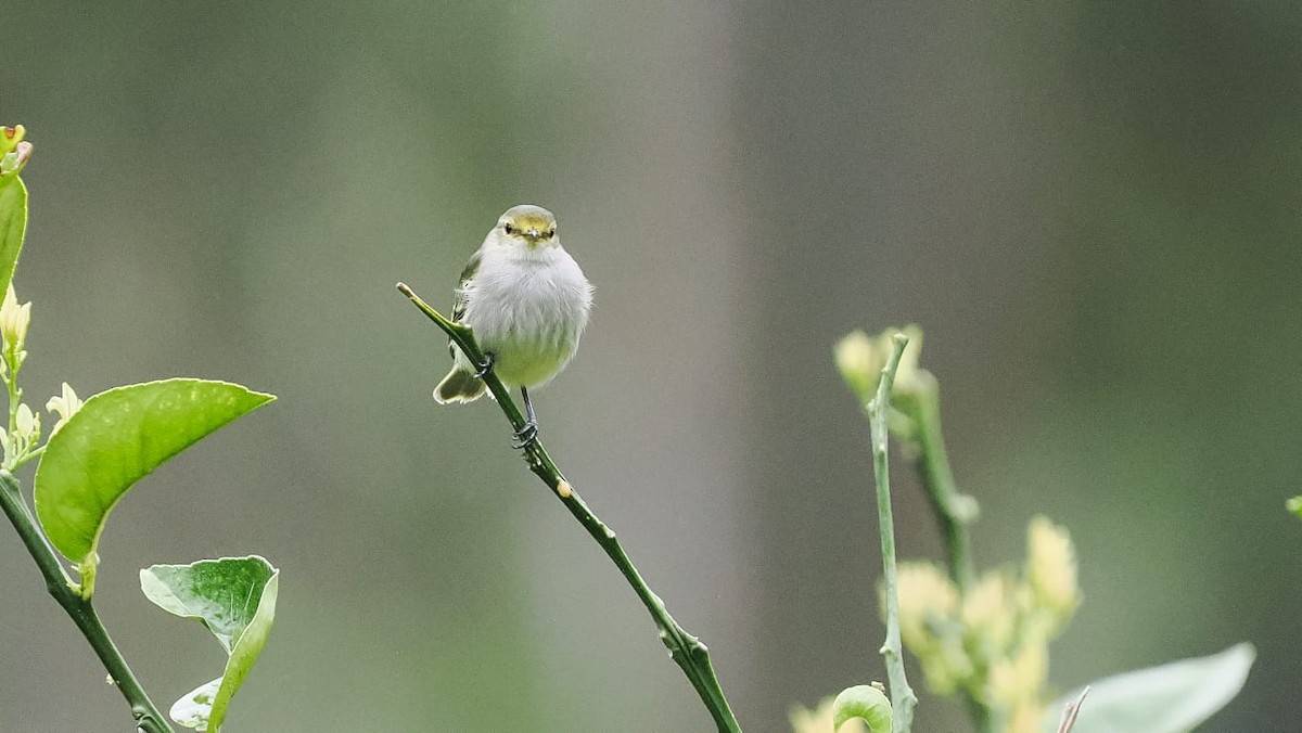 Tyranneau à face d'or - ML618630428