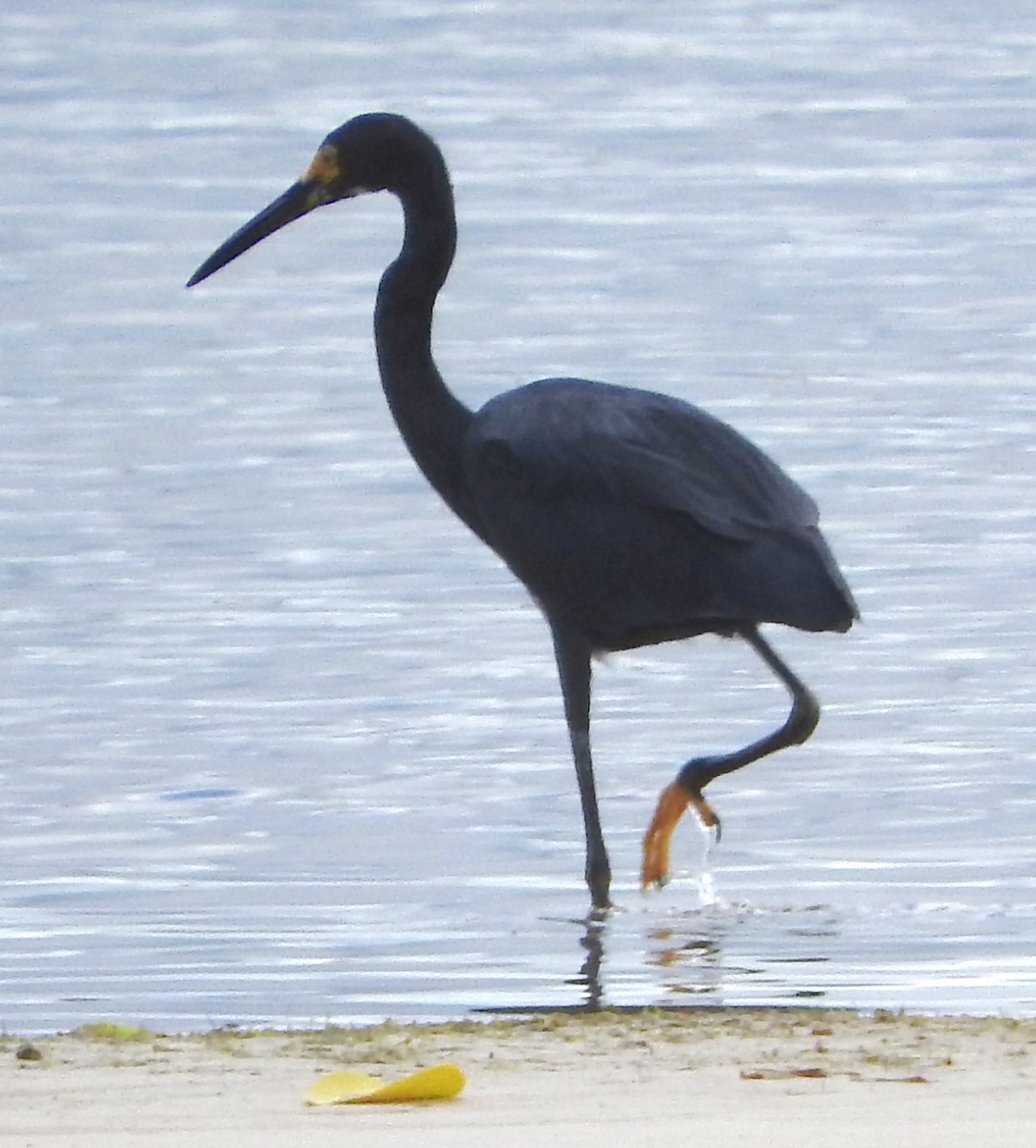 Little Egret (Dimorphic) - ML618630434