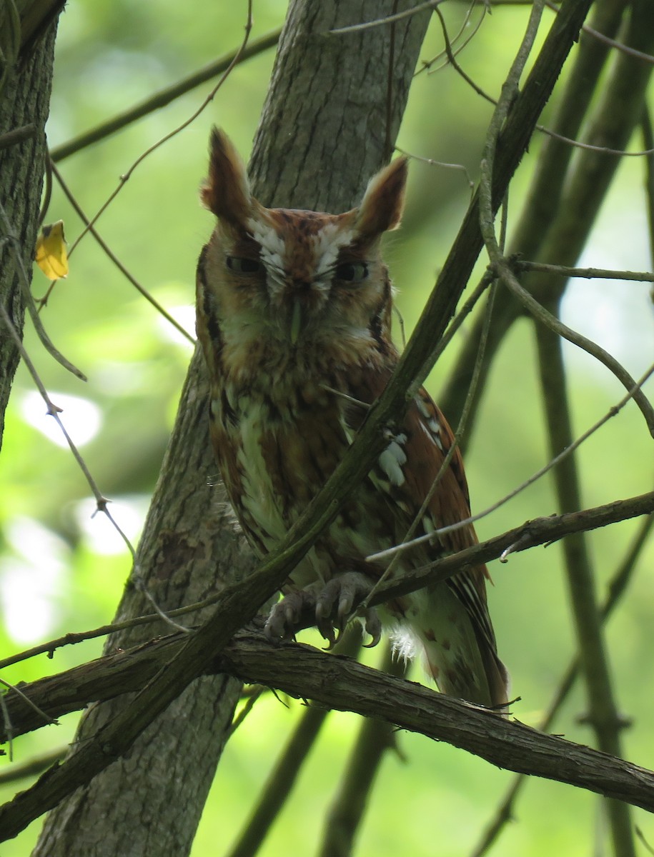 Eastern Screech-Owl - ML618630489