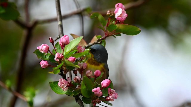 Northern Parula - ML618630490