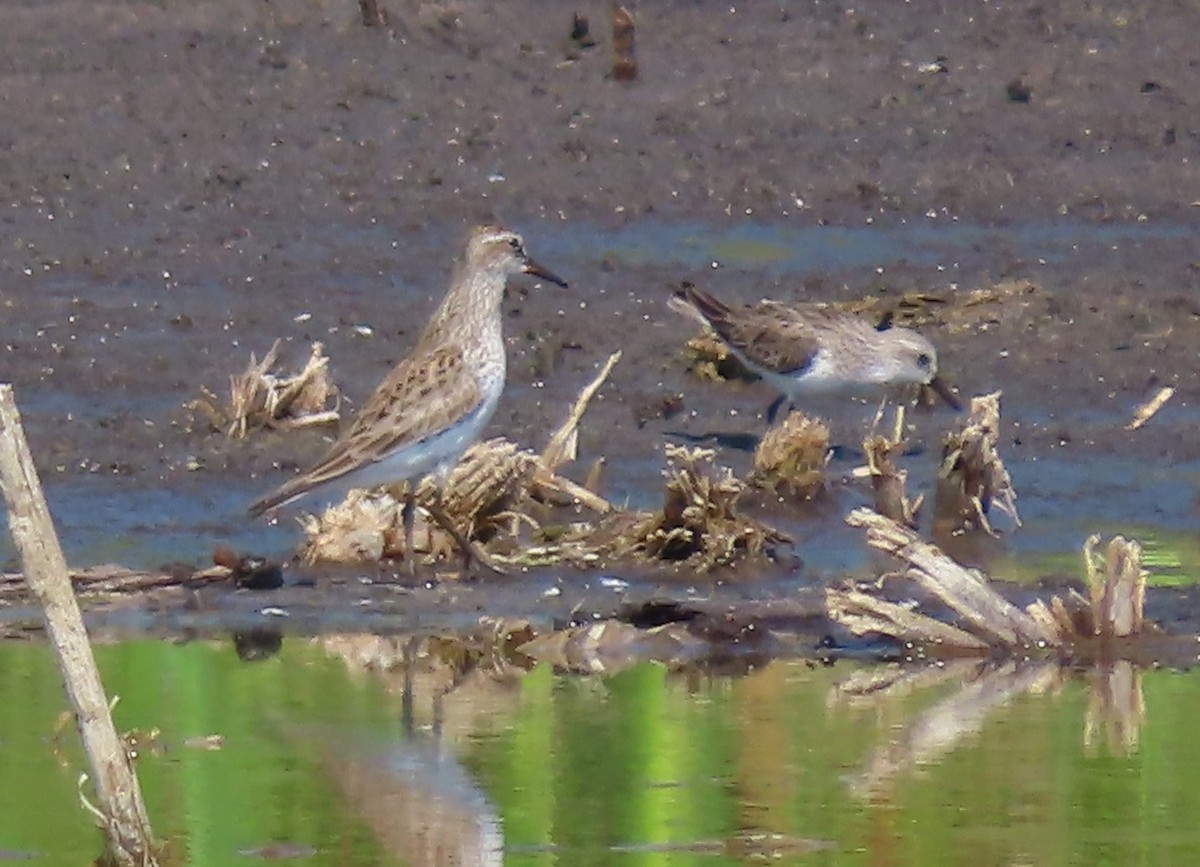 White-rumped Sandpiper - ML618630493