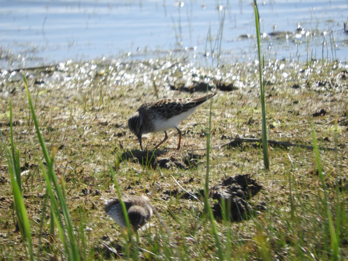 Least Sandpiper - ML618630497