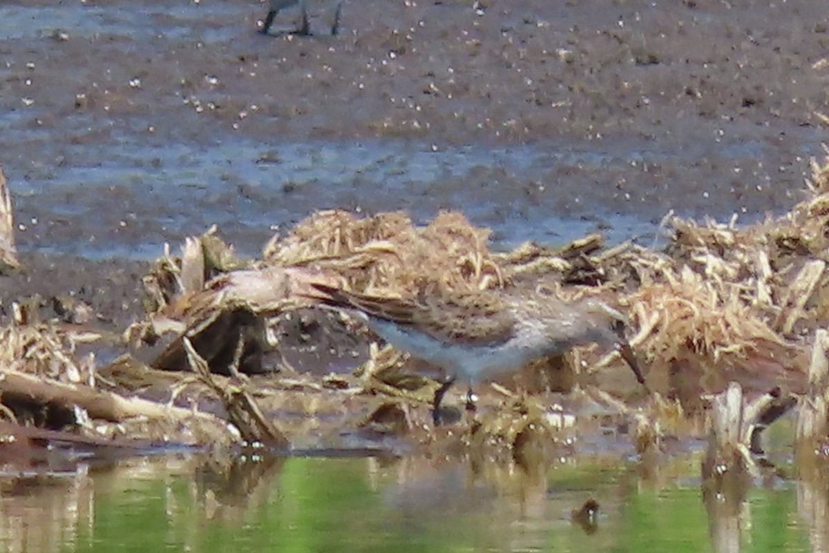 White-rumped Sandpiper - ML618630498