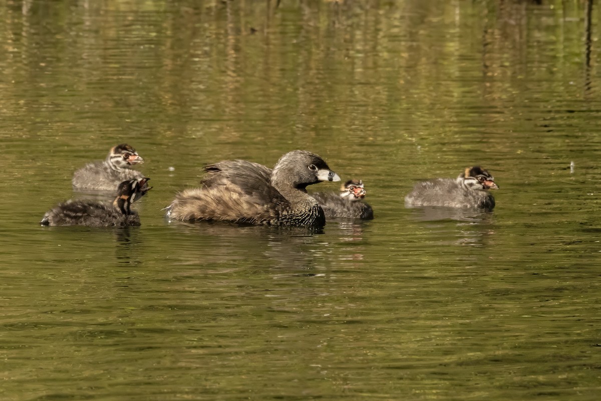 Pied-billed Grebe - marlin harms