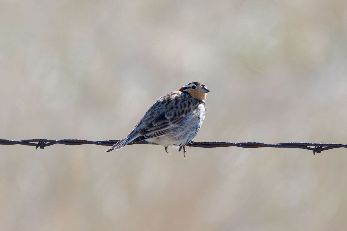 Chestnut-collared Longspur - ML618630526