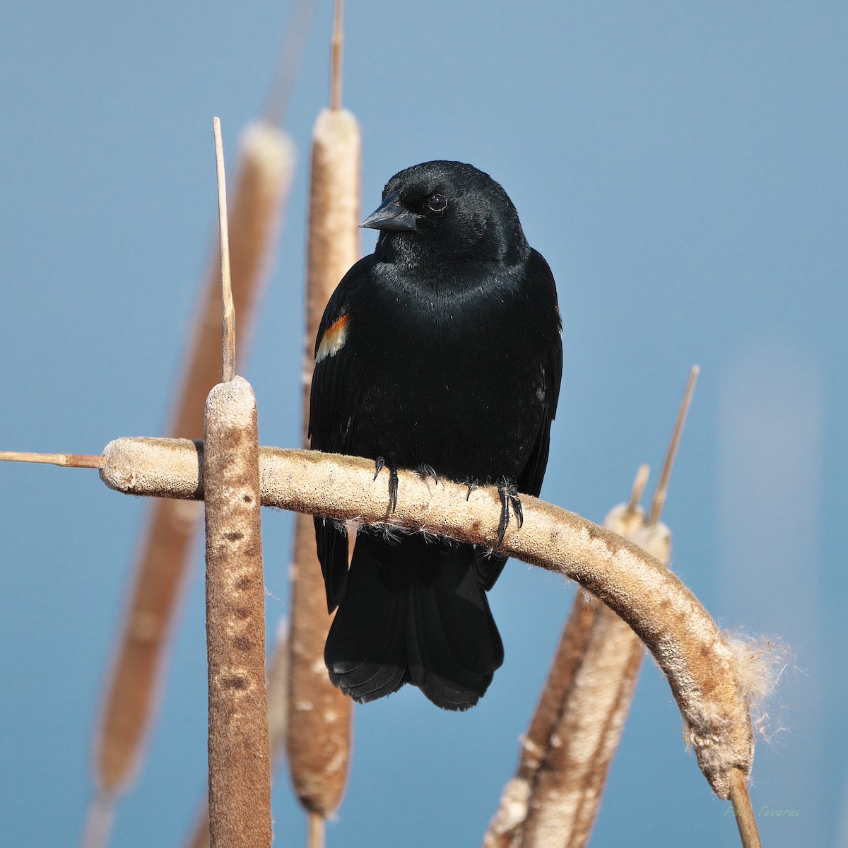 Red-winged Blackbird - Paul Tavares
