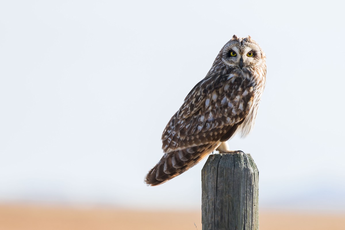 Short-eared Owl - ML618630562