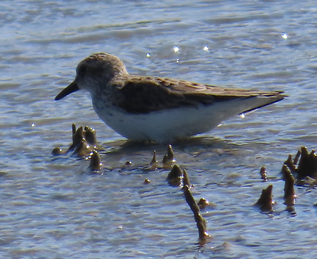 Semipalmated Sandpiper - ML618630579