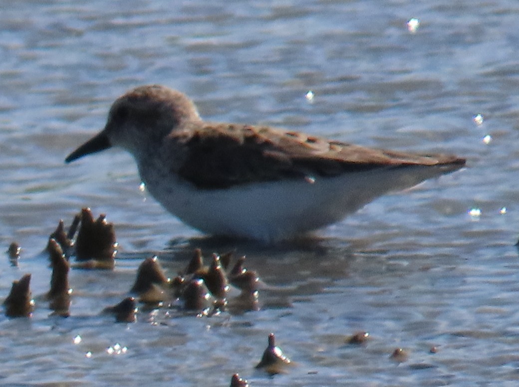 Semipalmated Sandpiper - ML618630580