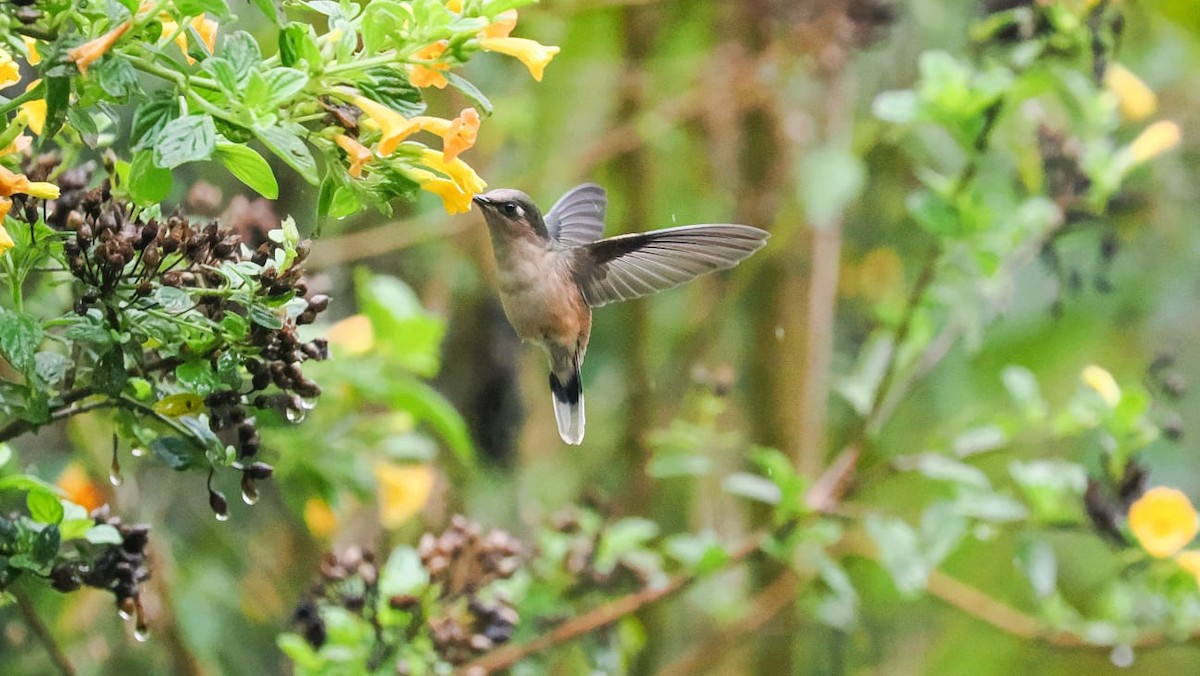 kolibřík čepičatý - ML618630600