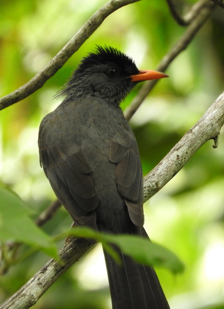 Malagasy Bulbul - ML618630646