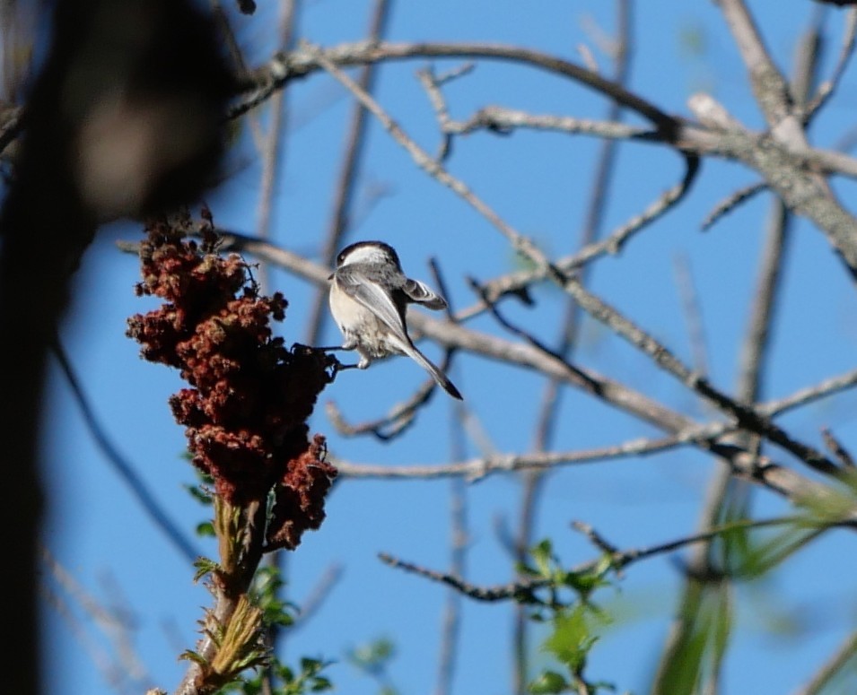 Black-capped Chickadee - Cécile Charlton