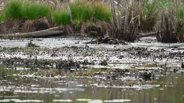 Greater Yellowlegs - ML618630649