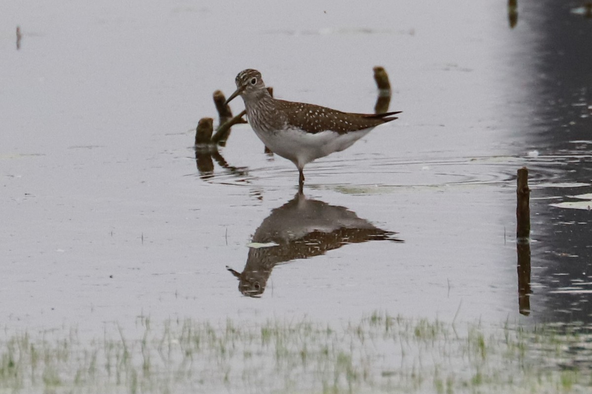 Solitary Sandpiper - Debra Rittelmann