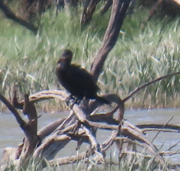 Neotropic Cormorant - Robin Gurule