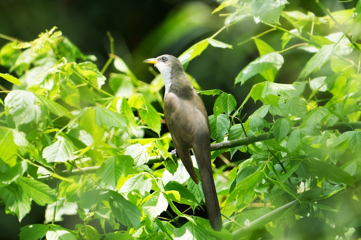 Yellow-billed Cuckoo - wes Thompson