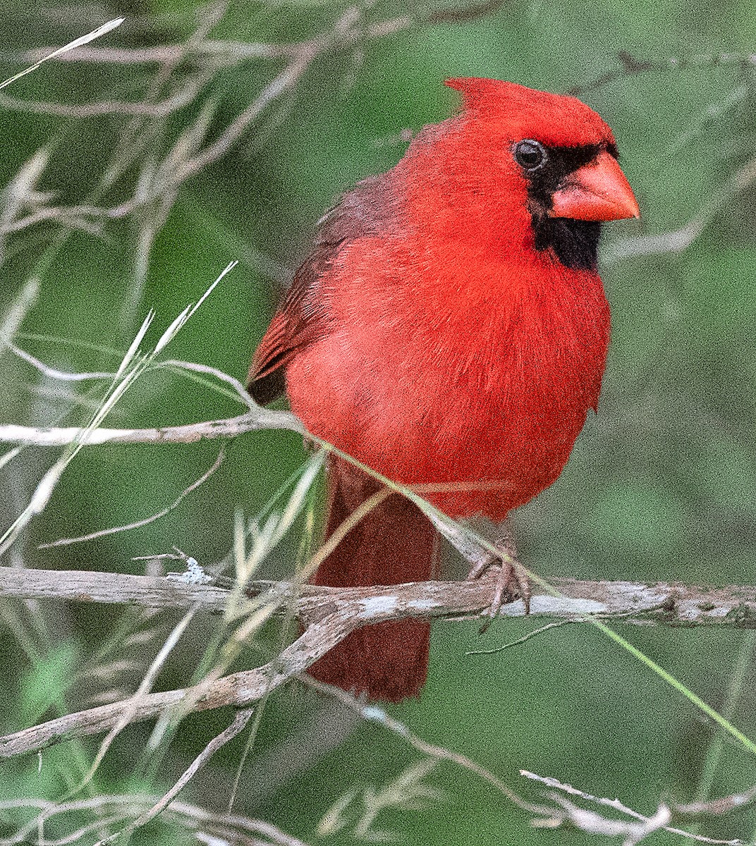 Cardinal rouge - ML618630740