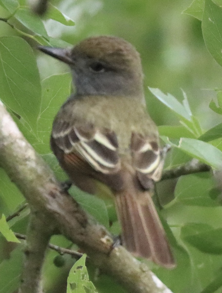 Great Crested Flycatcher - Michelle Cano 🦜