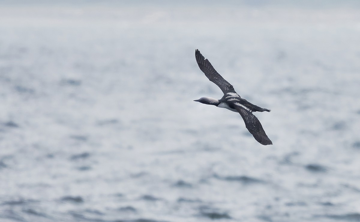 Pacific Loon - ML618630809