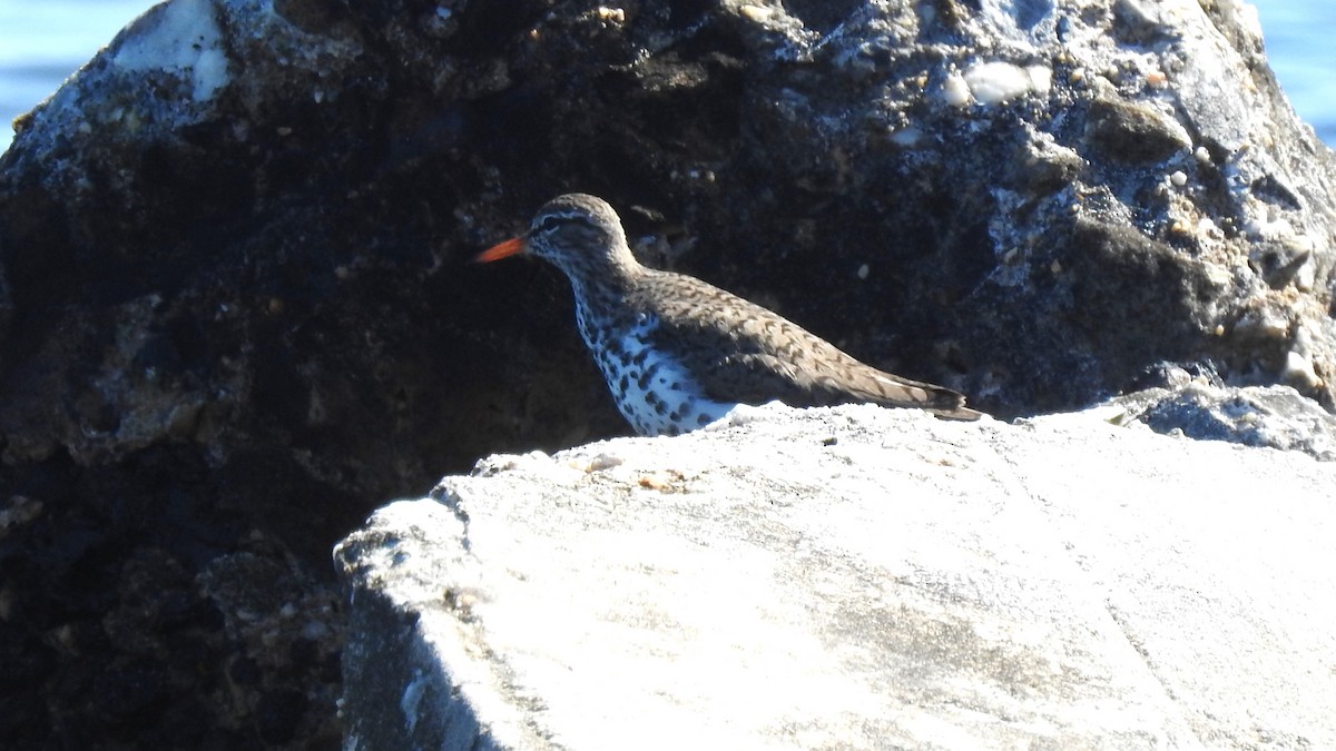 Spotted Sandpiper - ML618630817