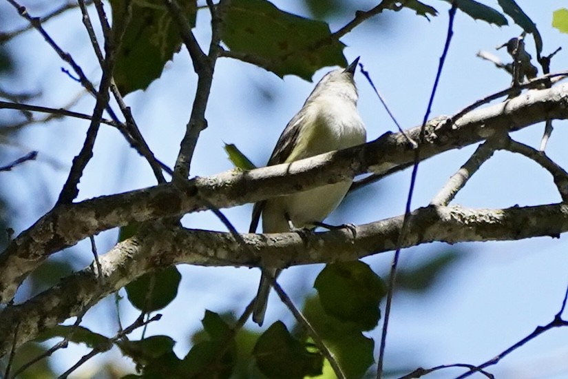 Cassin's Vireo - Kenneth Mamitsuka